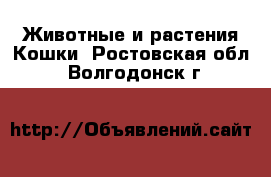 Животные и растения Кошки. Ростовская обл.,Волгодонск г.